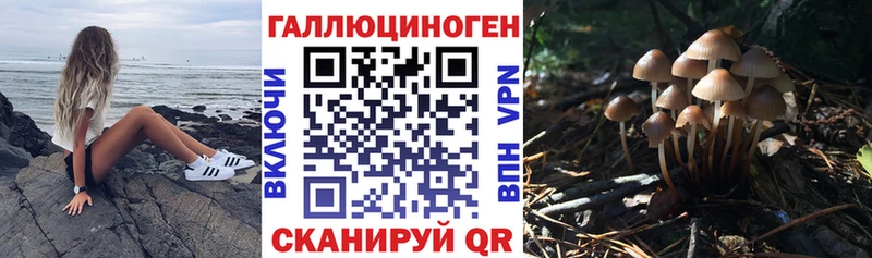 Галлюциногенные грибы Psilocybe купить наркоту Славянск-на-Кубани